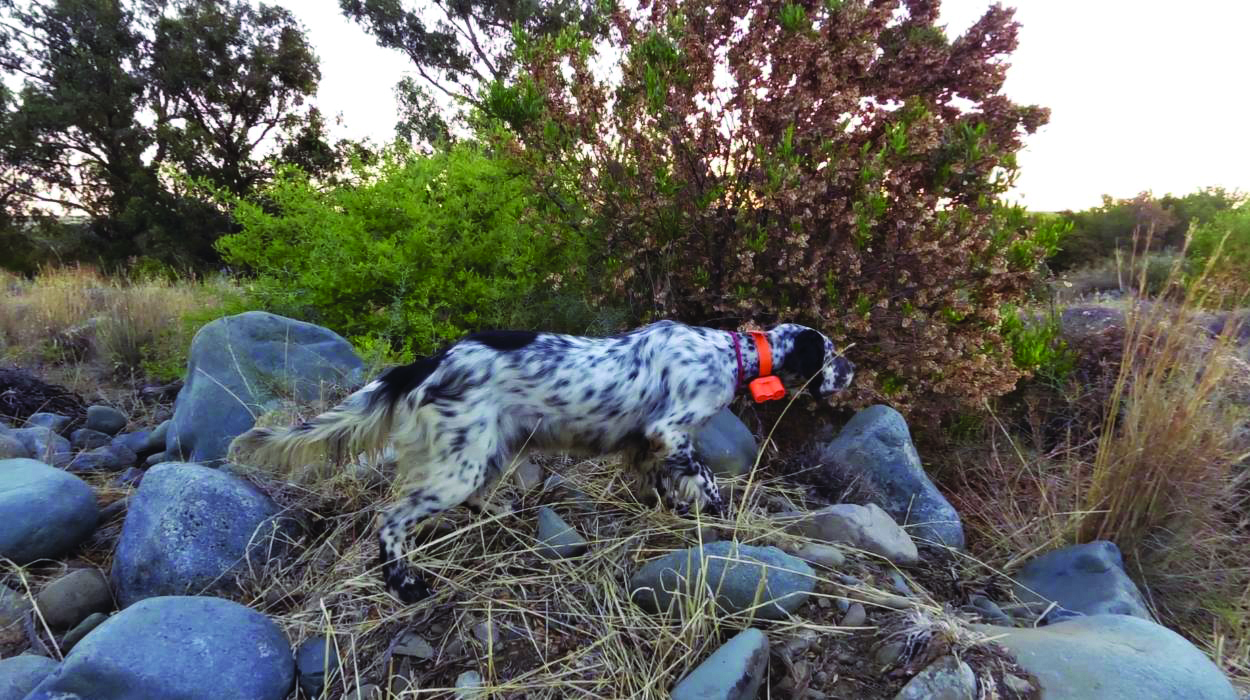 Cyprus Hunting Magazine Εγκολεασμός λεπτού και παχέος εντέρου του σκύλου